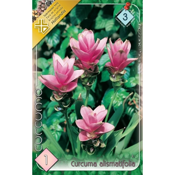 Kurkuma virághagyma 1 db /cs Curcuma alismatifolia 3 -as árcs. 