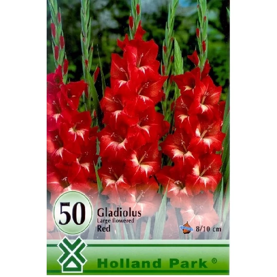 Kardvirág virágh. 50 db / cs Red 