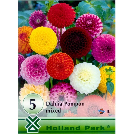 Pompon dália virághagyma 5 db Dahlia pompon mixed Big Pack 