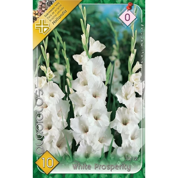 Kardvirág virágh. 10 db / csom White Prosperity  0 - ás árcs. 