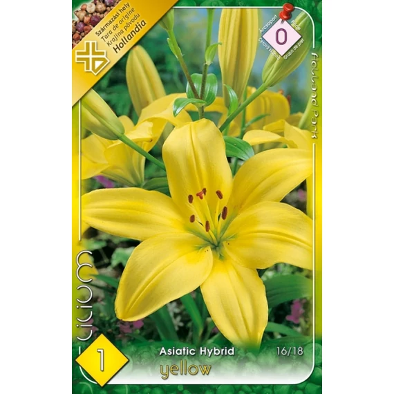 Liliom virághagyma 1 db / csom Asiatic hybrid Yellow   0 -ás árcs. 