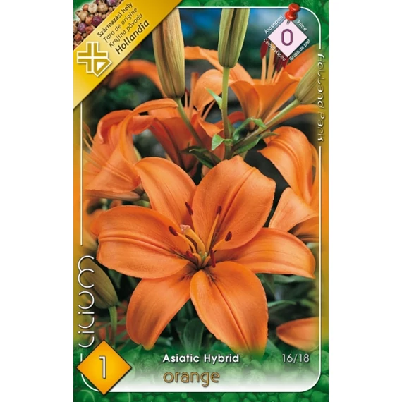 Liliom virághagyma 1 db / csom Asiatic hybrid Orange  0 -ás árcs. 